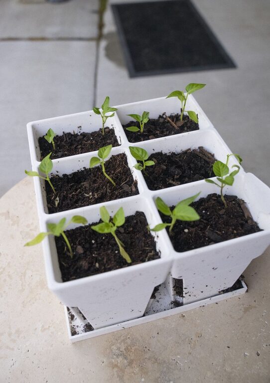How to Start a Small Herb Garden Indoors: A Beginner’s Guide